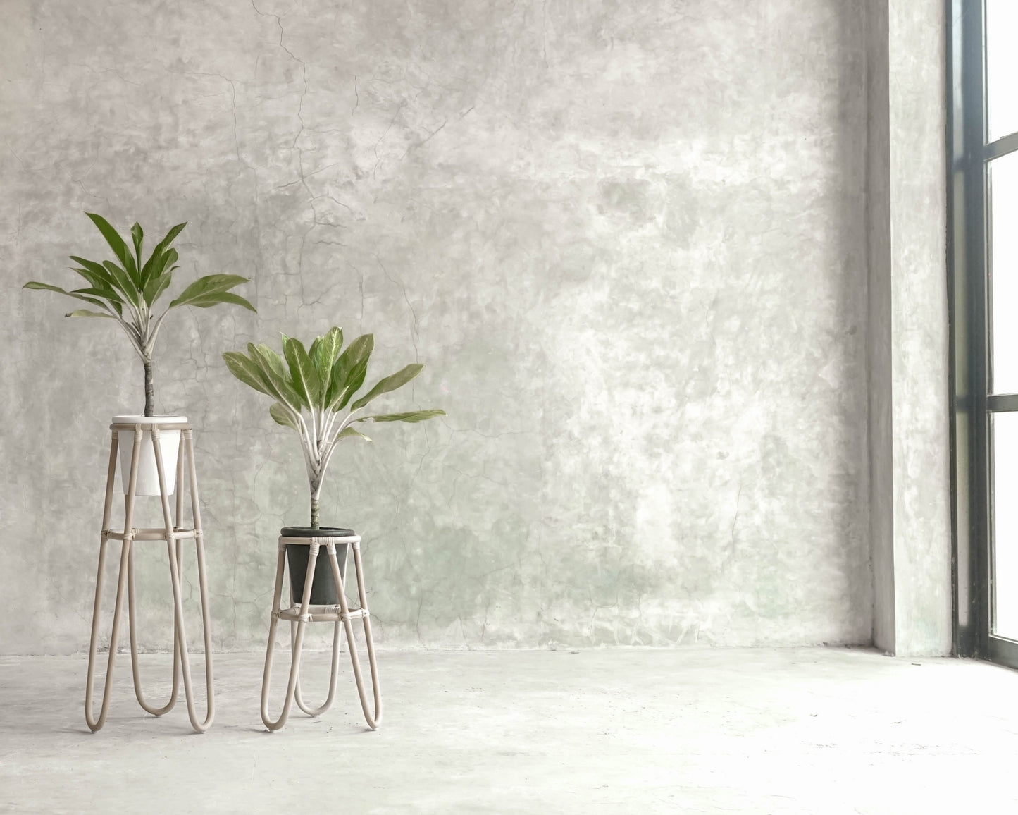 Two potted plants against a concrete wall