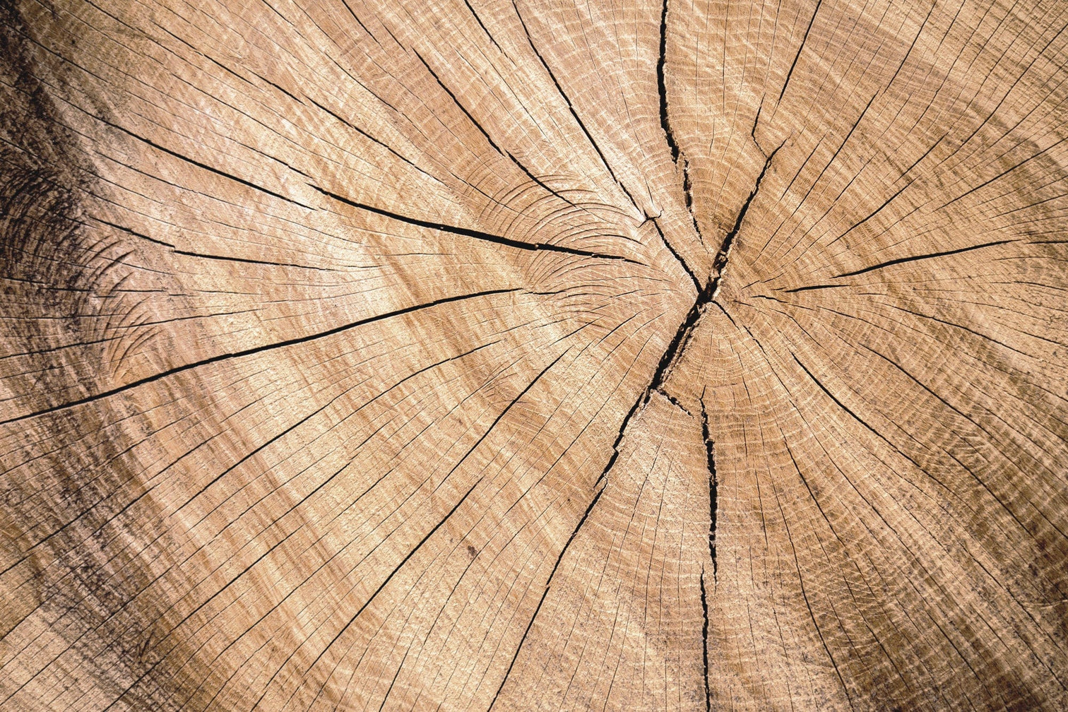 Timber side profile showing wood grain and cracks