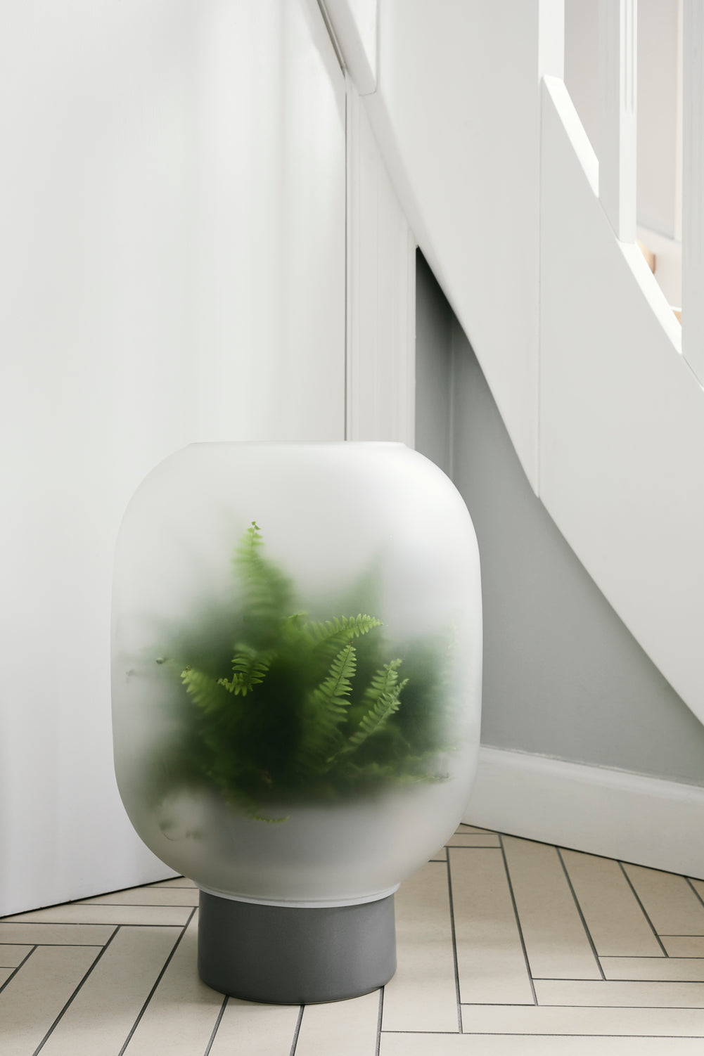 Fern plant inside a frosted glass terrarium.