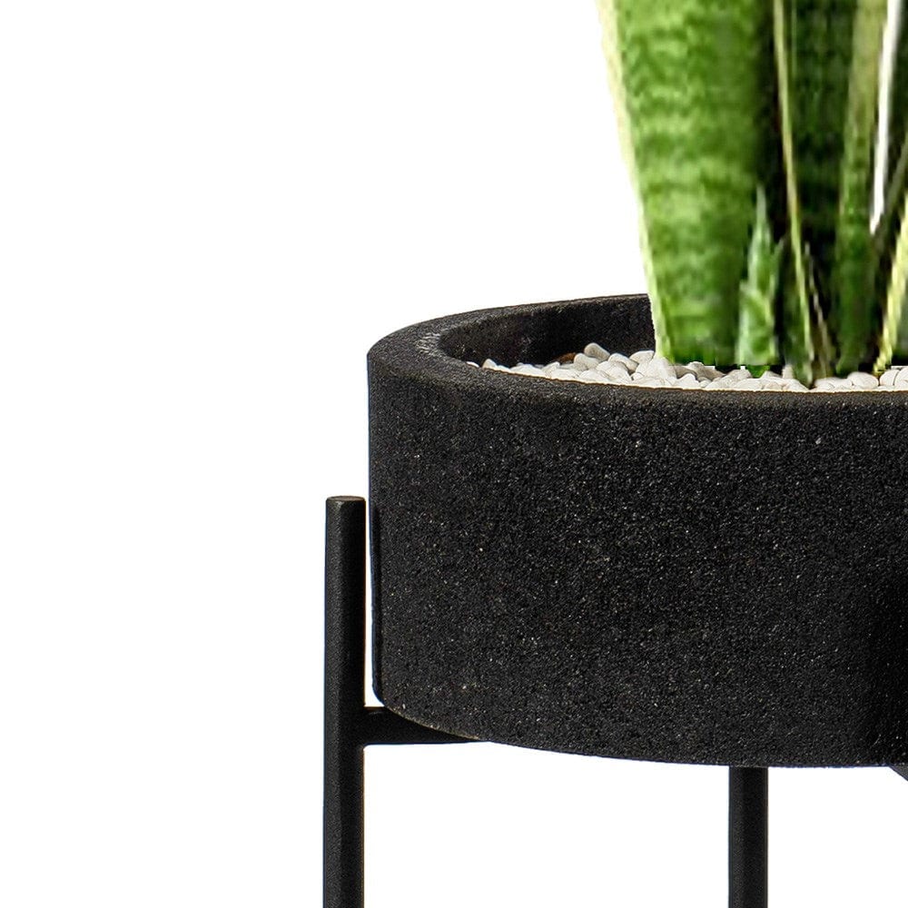 Black planter with snake plant