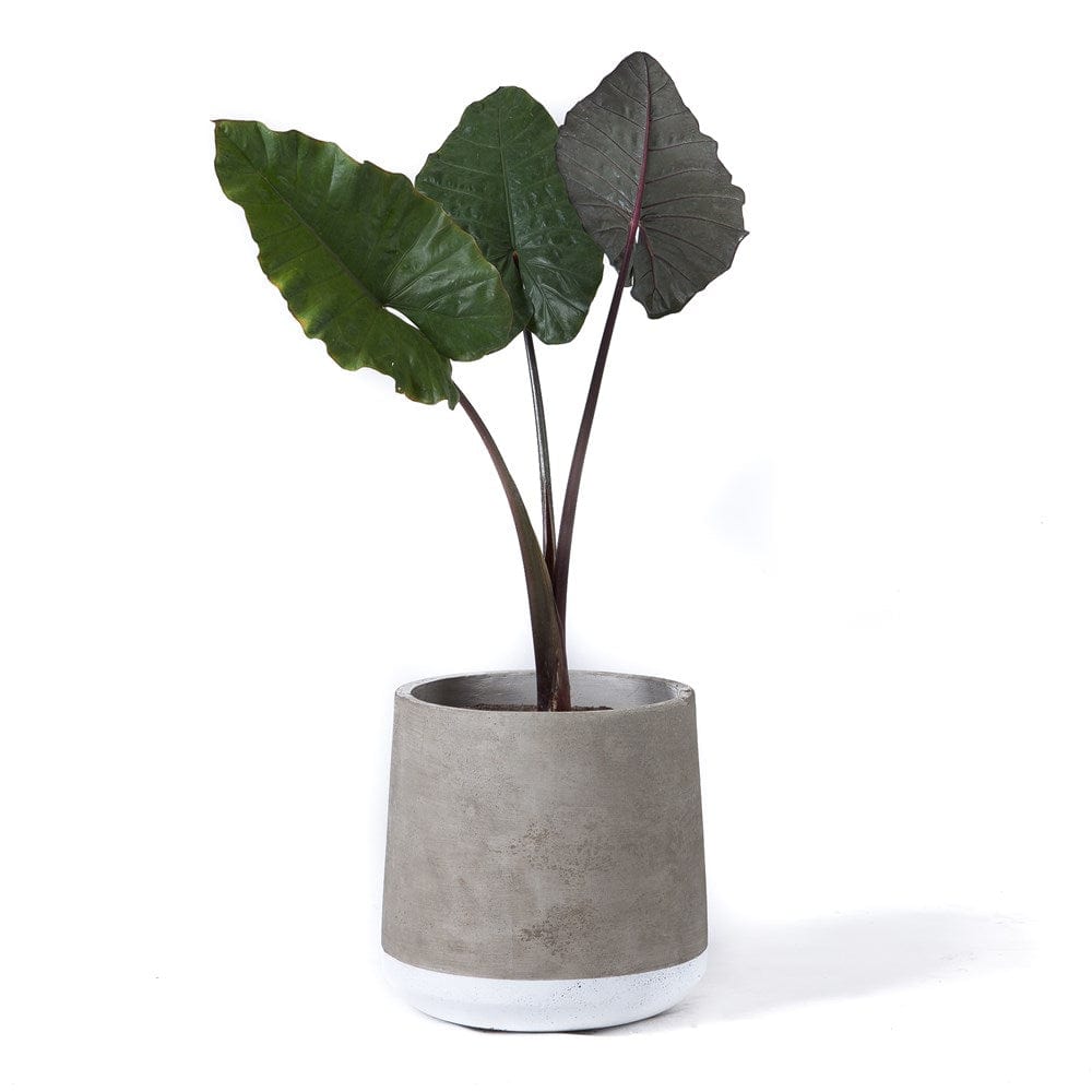 Potted plant with large dark leaves