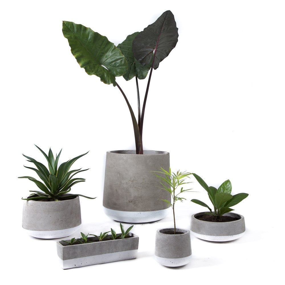 Assorted potted plants in modern concrete planters