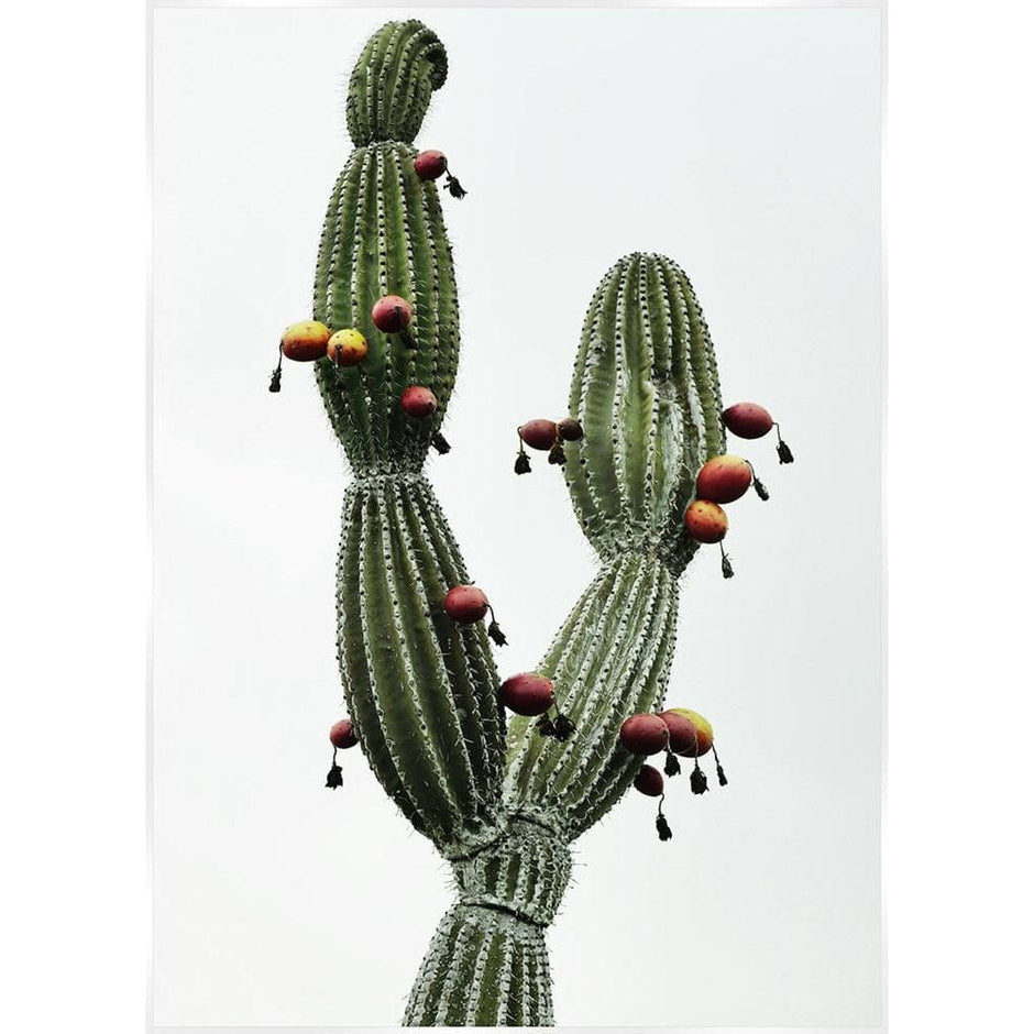 Saguaro Grey Fruit Cactus Wall Canvus Print Artwork | SLH-Artwork-SLH-Green-SLH AU