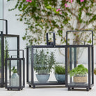 Black metal lanterns with plants