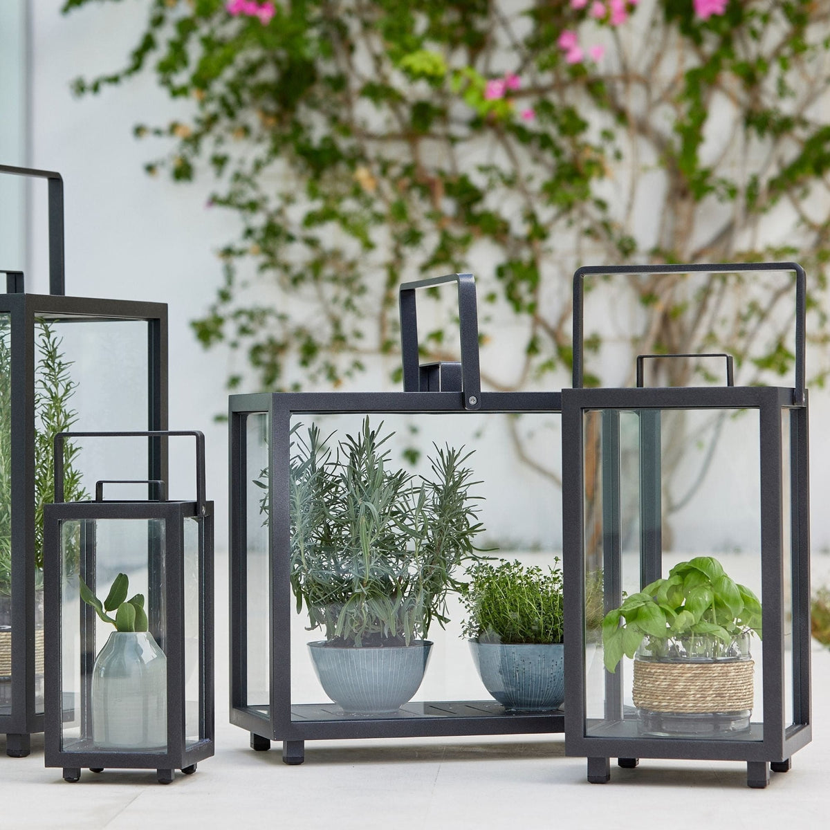 Black metal lanterns with plants