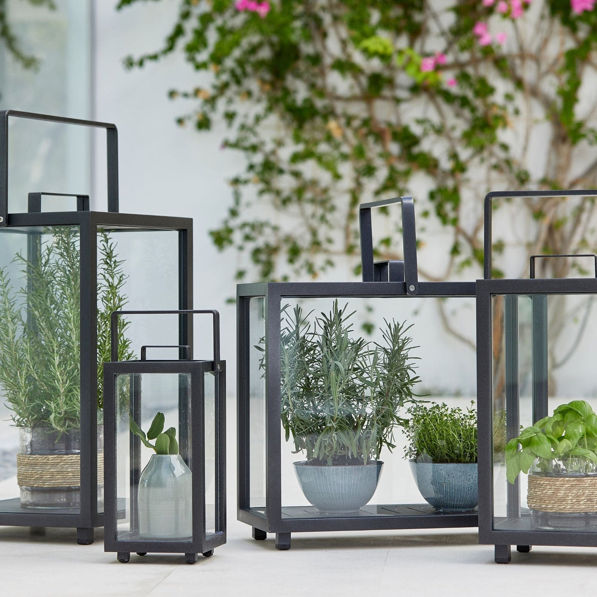 Black metal lanterns with herbs