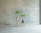Two potted plants on metal stands