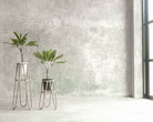 Two potted plants against a concrete wall