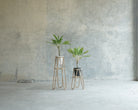 Two plants in decorative stands against concrete wall