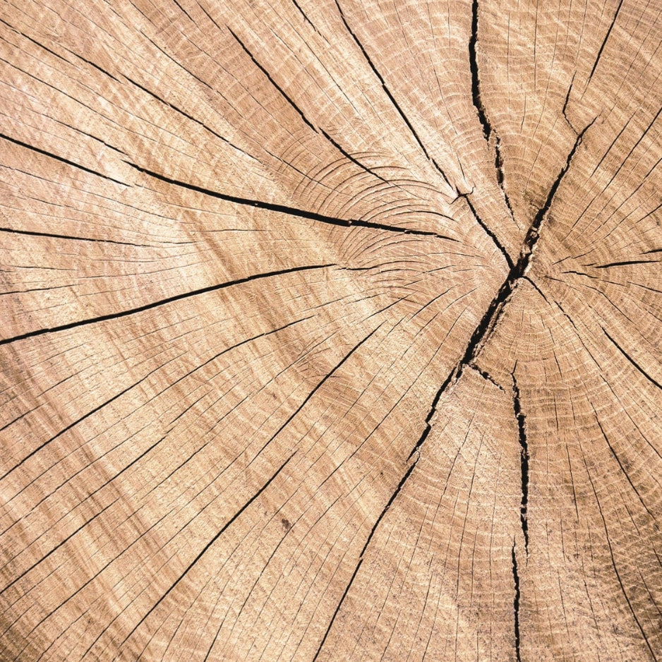 Close-up of a tree stump with concentric rings and a central crack.