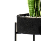 Black planter with snake plant