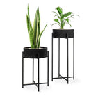 Two modern black plant stands with plants