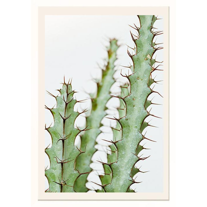 Cactii Detail Print | White & Glass Framed | SLH-Artwork-SLH-White,Green,Brown-PS Frame White/Art Paper/Glass-SLH AU